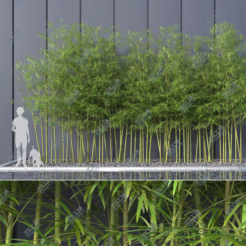 images/goods_img/20210313/Bamboo Trees 4 (GrowFX)/1.jpg